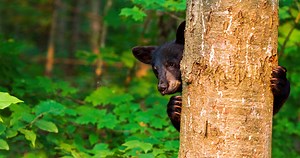 Hunter Shocked To Find Mama Bear In His Tree Stand