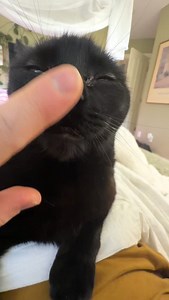 I just needed morning cuddles… then I went back to sleep 💤 | Peach Louise Cat