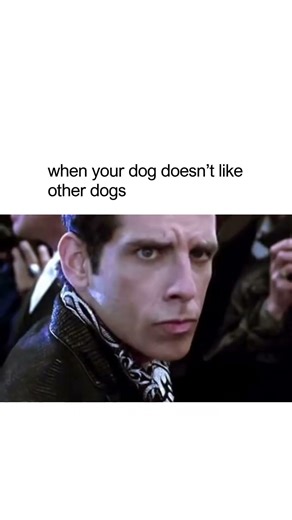 Why can't my dog just like other dogs? Zoolander and Hansel glaring at each other looks like every