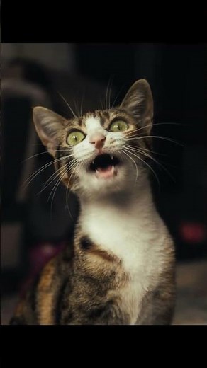 The Heartwarming Secret Behind Cat Grooming | Bonding & Friendship!