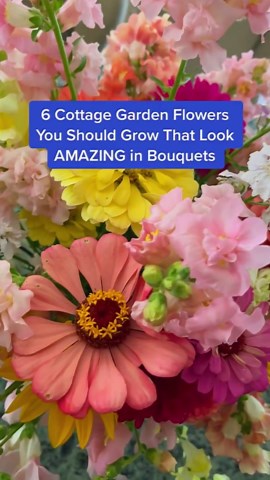 Six Cottage Garden Flowers You Should Grow for Stunning Bouquets