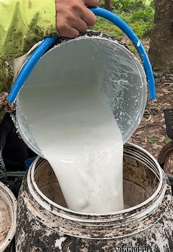 ฝนกะตกคักตกแน บ่ได้ตัดยางเลยจ้า #rubber #latex #ยางพาราแผ่นดิบ #ยางพารา #caucho