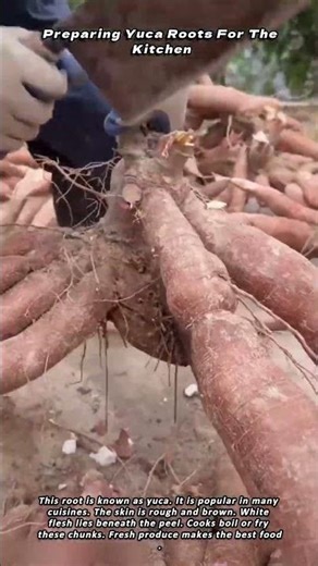 Preparing Yuca Roots For The Kitchen