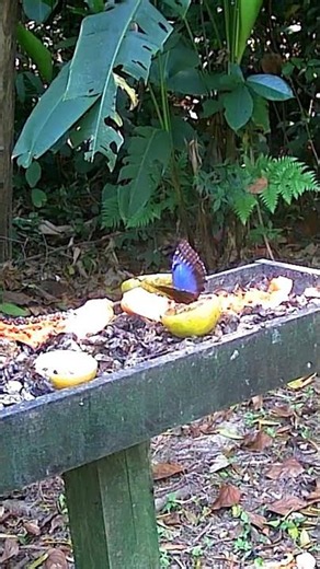 Blue Morpho Enjoys Fresh Oranges from Our Orchard