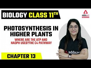 Class 11 Biology Chapter 13 Photosynthesis in Higher Plants | Where are ATP and NADPH used Class 11