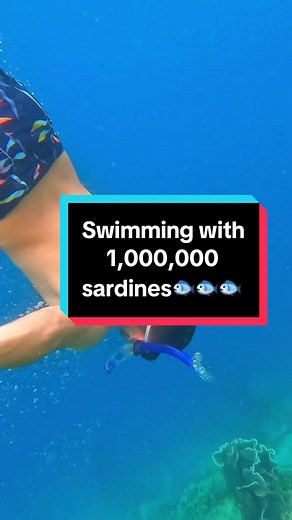 Swimming with 1,000,000 Sardines in Moal Boal, Cebu, Philippines
