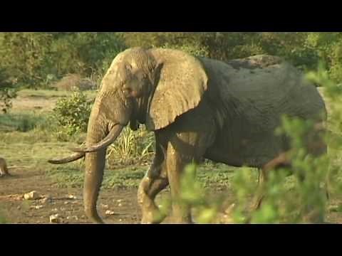 Elephant Mating Dance.