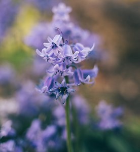 How to Grow Virginia Bluebells (Cowslips) - Gardenisms