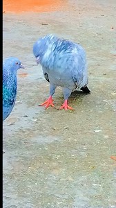 Garra Kabootar ka Pattha 🥰🕊️🕊️ #kabootar #osafkhan #kabutar #pigeon #fbreels #reelstrending #viralreels #reels | Osaf Khan