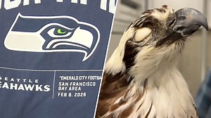 What is a seahawk? Even Seahawks fans aren't sure, so we asked a bird expert