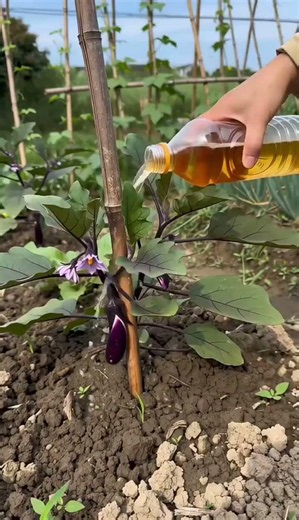 Remember these few tips for growing vegetables, and tomatoes, green beans, and loofah #gardeningtips