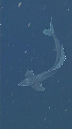 Meet the longnose lancetfish 🐟