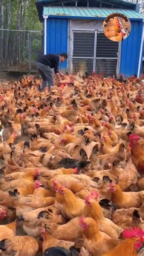 How to Golden mishri farming (#106) 🧺🐓 #shorts #shortsfeed #shortsvideo #viralvideo