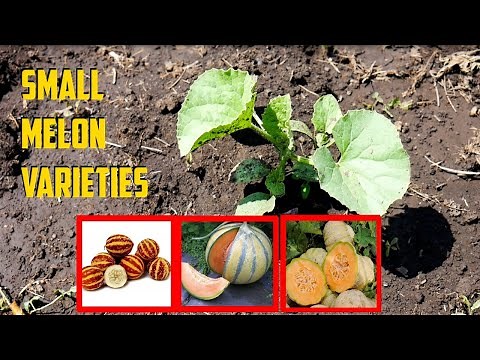 Small Melon Varieties - Best Small Melons