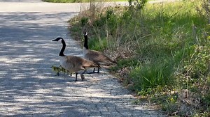 61 reactions · 5 comments | For the third year, this pair of Canada...
