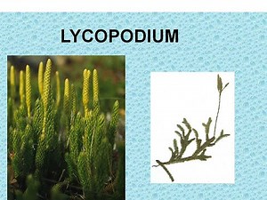 LYCOPODIUM - ΑΝΤΙΜΕΤΩΠΙΣΗ ΟΞΕΩΝ ΚΑΤΑΣΤΑΣΕΩΝ ΜΕ ΟΜΟΙΟΠΑΘΗΤΙΚΗ