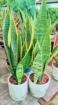 Snake Plants Pruning Tips 🌿✂️