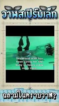 The pygmy sperm whale: A shark in whale form? #dolphin