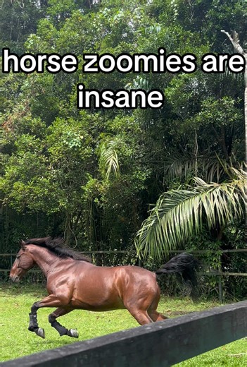 Understanding Horse Zoomies and Their Causes