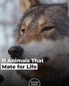 28K views · 317 reactions | Finding a life mate is the ultimate romantic fantasy for most humans. Nature, however, is rarely romantic.  Both cats and dogs are polygamous, and few animals spend a long enough time together to form any kind of bond.  Nonetheless, there are plenty of monogamous relationships in the wild. Wolves, doves️, and even some lizards年 have no concept of “adultery”! | Sunday Roast | Facebook