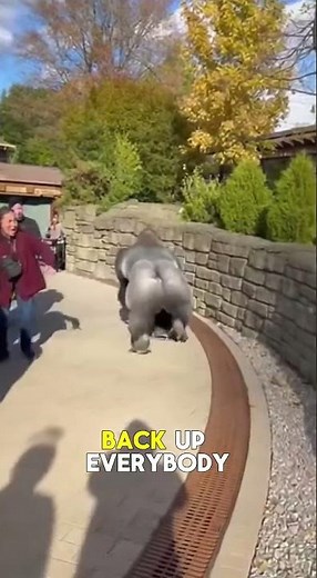 PURE PANIC: Giant Silverback Gorilla Breaches Zoo Barrier! (Full POV)