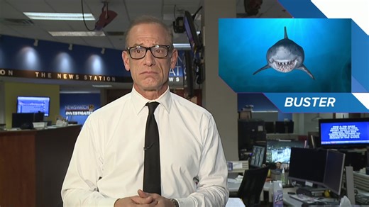 Animals take over | Talkback Feedback