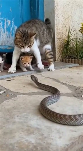 Snake Attacks Kittens Mama Cat Intervenes!