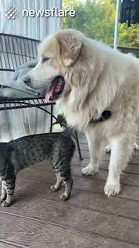 Animals REUNITED with their loved ones! (Maximum cuteness edition)