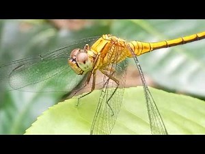 Golden Dragonfly | Amazing Facts About Nature's Fastest Flying Insect