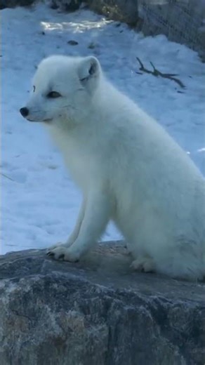 How BIG is an Arctic Fox? 🐈 Animal Fact Files #facts #animals #wildlife