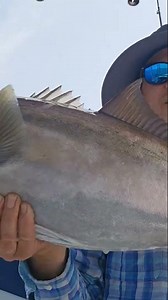 Beautiful Amberjack #fishing #gulfofmexico #fishingvideo #gulfofamerica