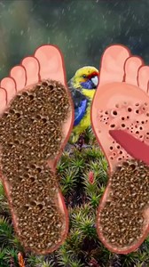 6.3K views · 33 reactions | Feet video #animation #animationvideo #asmr #asmrvideo #shortsreels | Blue ASMR Z9 | Facebook