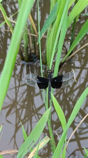Black dragonfly so beautiful 🖤