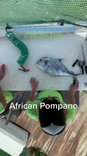 African Pompano with the skin on. #FrunktheBeat #katespadenycabana #smallbusiness #foodporn #food #local #florida #gulf #fishing #fillet #seafood #grouper #snapper #jonnydepp #yum