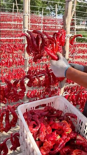Traditional Chili Drying Process #foodprocessing