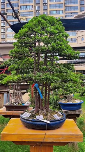 ツツジ盆栽の美しい作品集 ― 花の季節を待つ優雅な姿