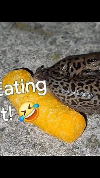 Leopard Slugs Eating Wotsit Time Lapse