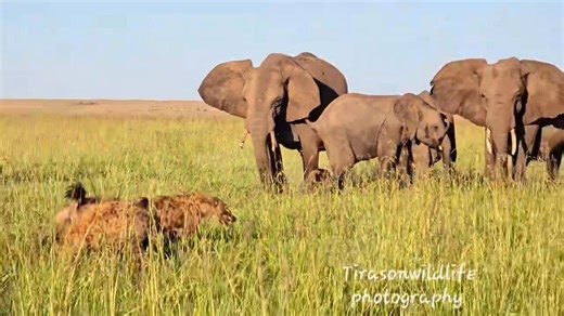 924K views · 16K reactions | Too much chaos and drama as lions and hyenas squabble for a meal. Elephants were attracted by noise and came to scatter these members intruding their territory. It's always dramatic to be in the bush, lots of moments to savour女女 #Elephants #elephant #hyenas #hyena #lions #lion #predators #prey #nature #gamedrivesafari #africansafari #bigcats #bigcatsofafrica #bigcatswildlife  Tirason wildlife | Wildfriends Africa | Facebook