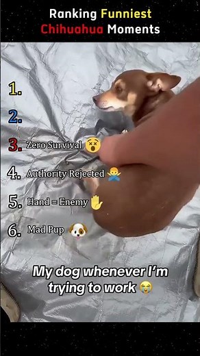 Ranking the Funniest Chihuahua Moments 🐶😂 #funny #comedyshorts