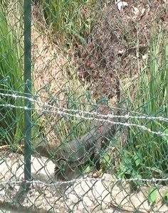 21 reactions | Crocodile Vs Monitor Lizard | Basu Hiremath India | Facebook