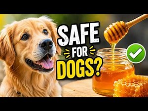 Is Honey Good for Dogs?