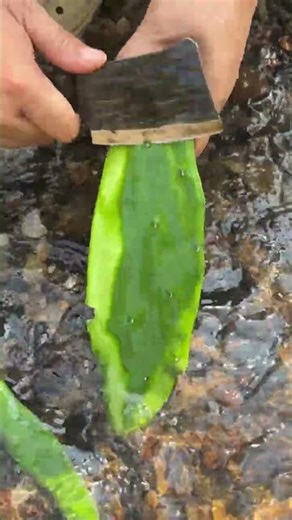 Peeling the skin of the cactus flower. #shorts