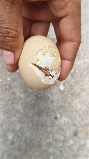 Escaping chick from egg shell #shorts #viral