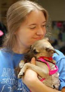 IMAGE GALLERY: Chihuahuas Up For Adoption