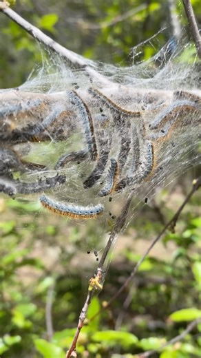Tent Caterpillars 🐛 Look what we found while fishing Horton Creek. #caterpillar #fishing #hiking #trout #insect | Arizona Game & Fish Department