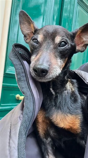 🐾 Gustave est enfin en sécurité ! 🐾 Après des dizaines de signalements pour mauvais traitements par négligence, Gustave, un doberman croisé pinscher de 14 ans, est enfin avec nous !!! Gustave a sans nul doute été un chien aimé, mais la sénilité de son ancienne propriétaire était malheureusement devenue dangereuse… 💔 Nous sommes intervenues le 24 septembre, accompagnées de la police, qui n’a pas jugé bon de saisir l’animal sur-le-champ. C’était sans compter sur la pugnacité de deux bénévoles d