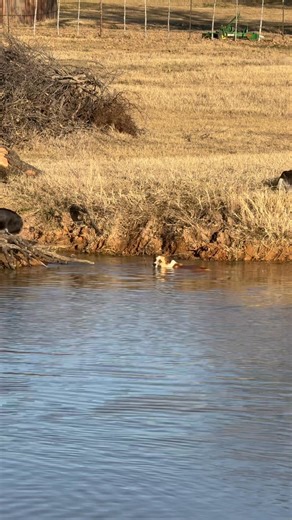 What do our Corgi’s do on the day after Christmas and it’s 85 degrees outside? Take a dip in the tank, that’s what 🐾 | Flyin H Corgis