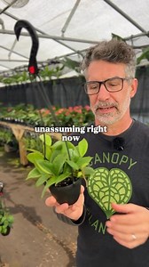 Discover Canopy Plant Co., your source for Stunning Tropical Plants. 🌿 Rare & Common Plants, Fast Delivery. | Canopy Plant Co.