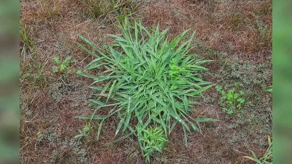 Weekend Gardening: Crabgrass, Zoysia Grass and chlorotic tree issues