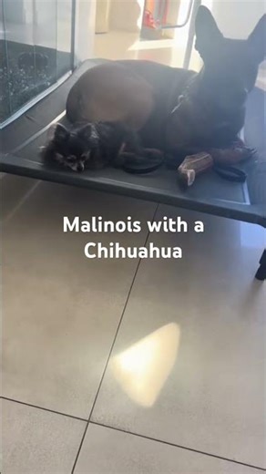90 lb Protection Dog vs 5 lb Chihuahua… This Is REAL Training #protectiondog #chihuahua #guarddog